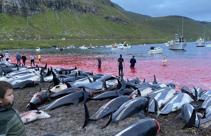 /Foto: Sea Shepherd Faroe Islands Campaign /Foto: Sea Shepherd Faroe Islands Campaign