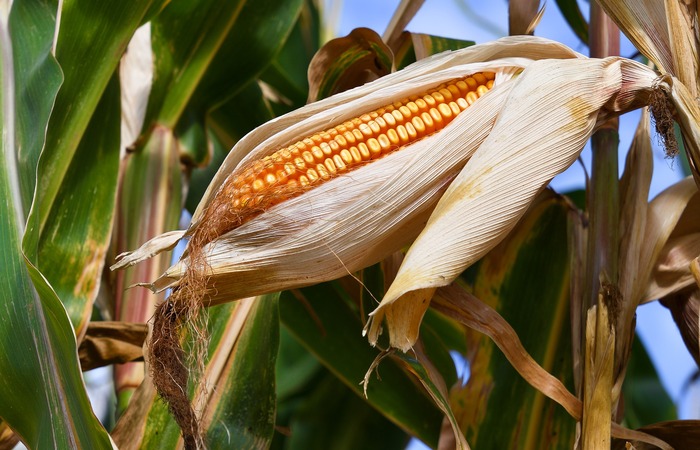 Portaria diz respeito ao cultivo de milho de 1ª safra, consórcio milho com braquiária e algodão herbáceo./Foto: Pixabay/Reprodução Portaria diz respeito ao cultivo de milho de 1ª safra, consórcio milho com braquiária e algodão herbáceo./Foto: Pixabay/Reprodução