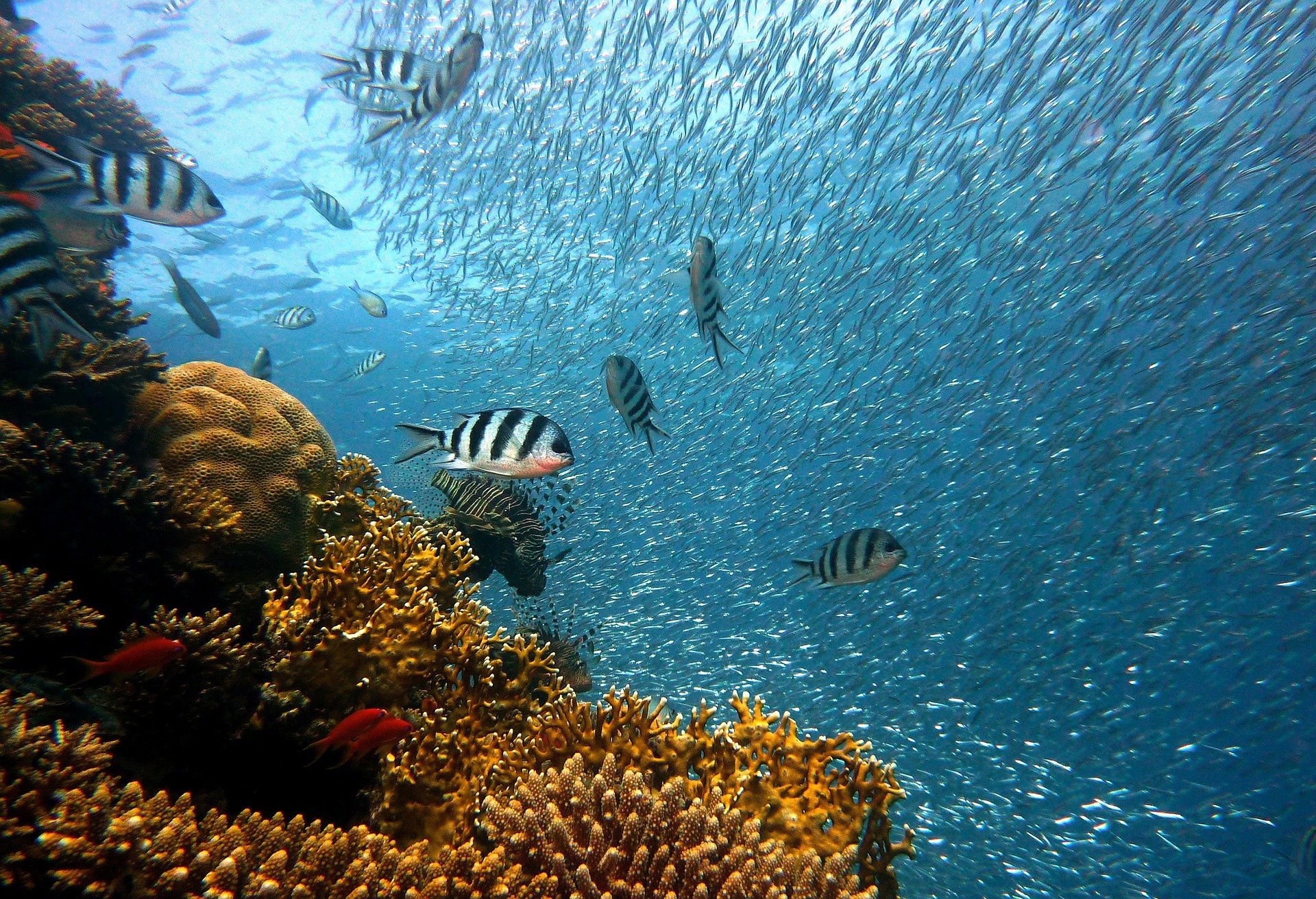/Foto: Reprodução/Pixabay