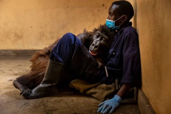 Imagem da morte da gorila nos braços de tratador causou comoção. Ndakasi deu o último suspiro ao lado do amigo que a resgatou quando filhote/Foto: Divulgação/Brent Stirton Imagem da morte da gorila nos braços de tratador causou comoção. Ndakasi deu o último suspiro ao lado do amigo que a resgatou quando filhote/Foto: Divulgação/Brent Stirton