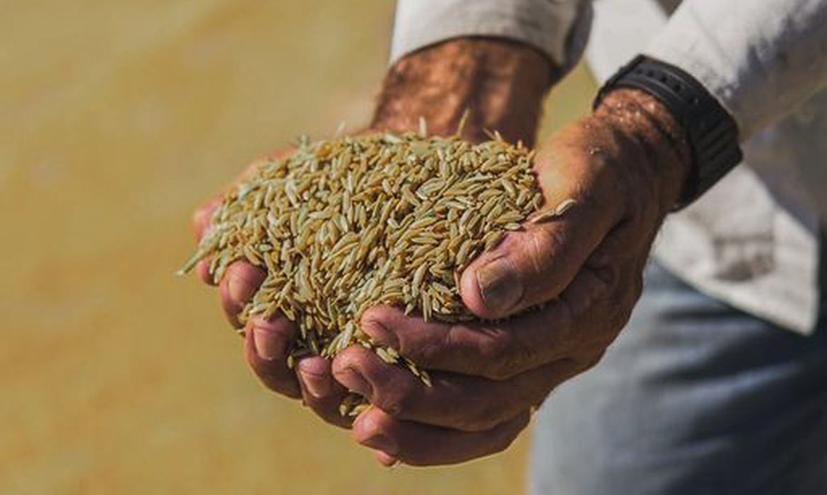 /Cultivado no Rio, produto tem consistência e sabor únicos. Foto: Reprodução/Facebook