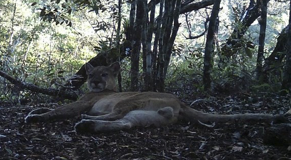 /Foto: Brazil's State Environmental Institute / AFP /Foto: Brazil's State Environmental Institute / AFP