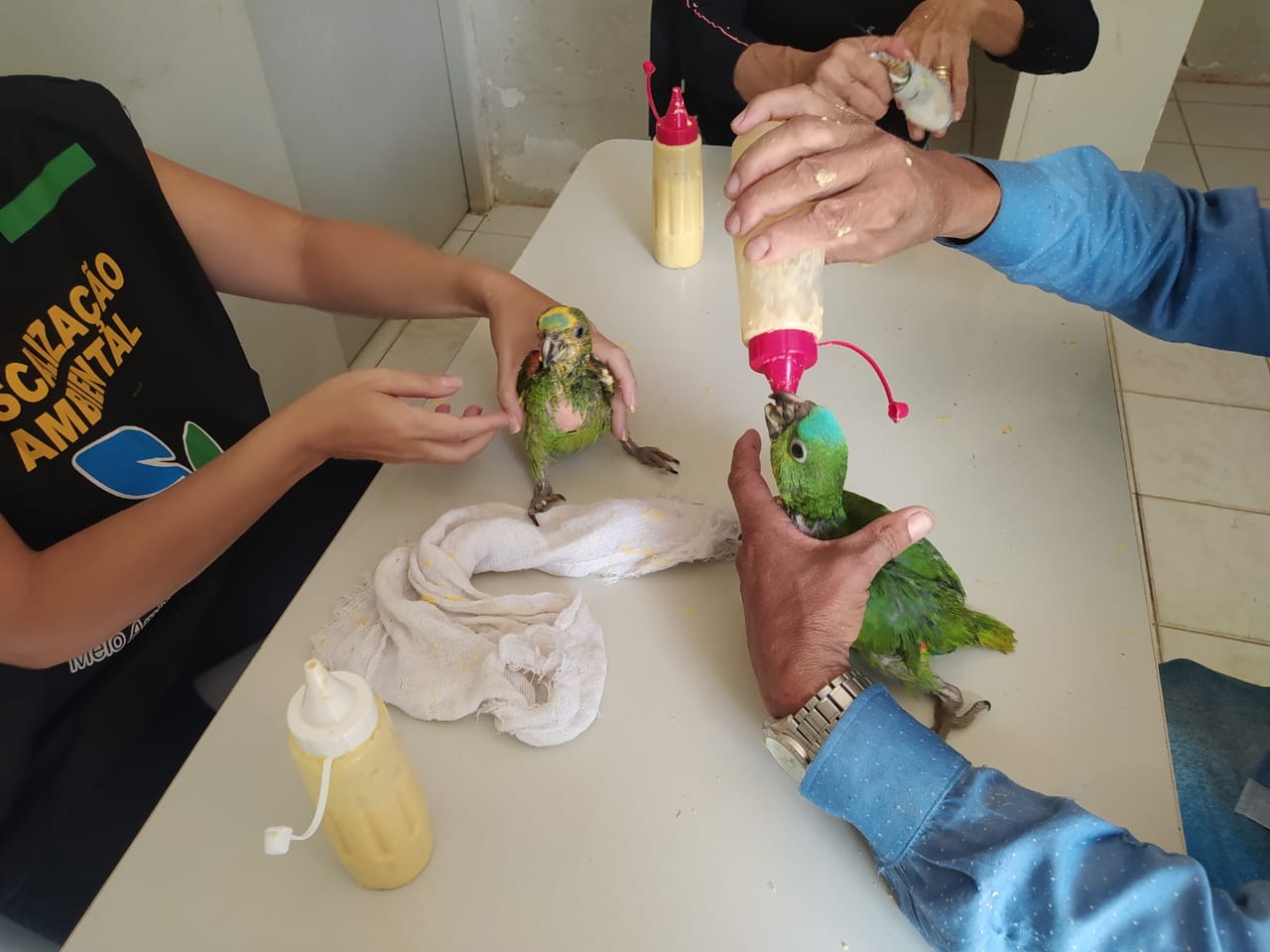 Entre os animais est&atilde;o 334 filhotes de papagaio, considerada a maior apreens&atilde;o desde que o &oacute;rg&atilde;o estadual assumiu a gest&atilde;o da fauna silvestre em Pernambuco, em 2014. Os filhotes estavam vindos do estado do Maranh&atilde;o para serem comercializados na feira de Caruaru./CPRH/Divulga&ccedil;&atilde;o