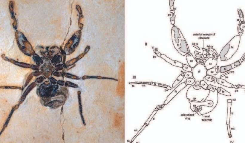 /Aranha fóssil batizada em Homenagem a Pablo Vittar estava nos EUA e retorna ao Brasil. Foto: Journal of Arachnology/Reprodução /Aranha fóssil batizada em Homenagem a Pablo Vittar estava nos EUA e retorna ao Brasil. Foto: Journal of Arachnology/Reprodução