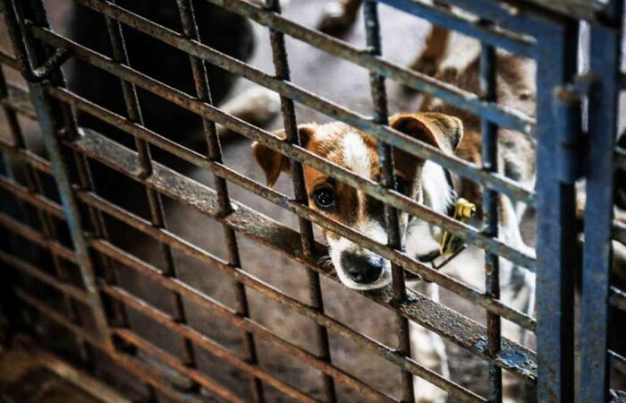 O suspeito é um advogado. Ele deixou a cabeça dos cachorros na porta da mulher/Divulgação