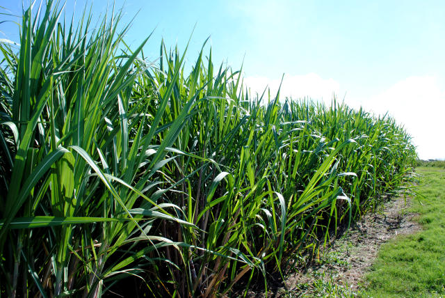 Expectativa é obter o maior número de genótipos e aumentar a produtividade dos canaviais/Foto: Paulo Lanzetta/Embrapa