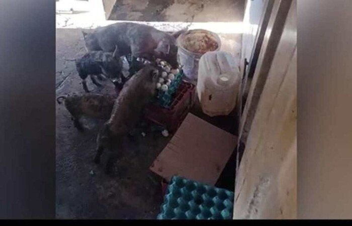 /crédito: Polícia Militar/Divulgação /crédito: Polícia Militar/Divulgação