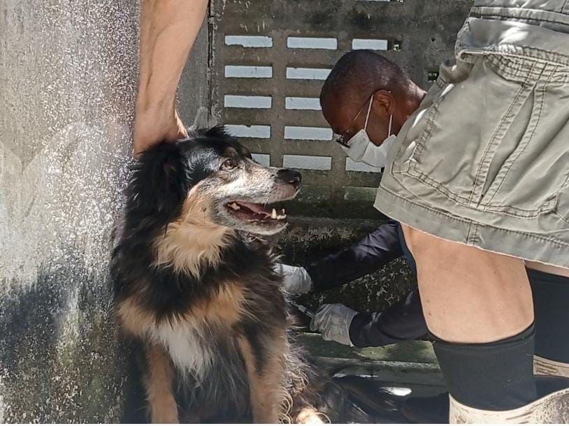 Segundo o diretor da Vigilância em Saúde, Geraldo Vieira, a campanha é importante para formar uma barreira imunológica nos animais do município./Fotos: Lucas Rocha