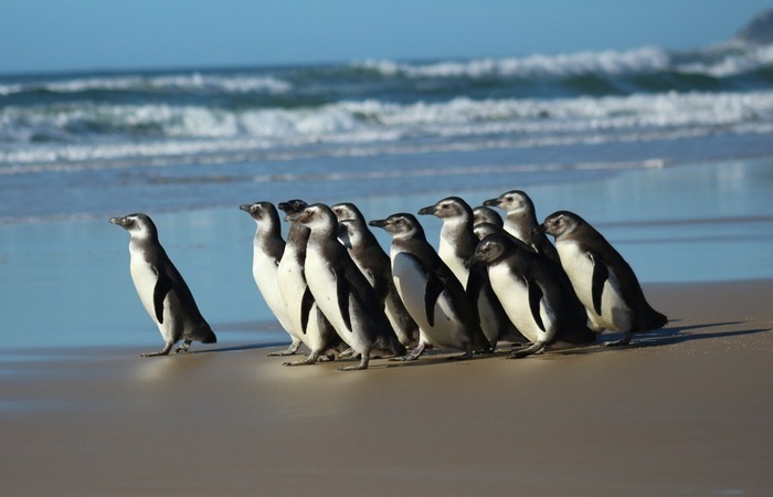 Pinguins em reabilitação