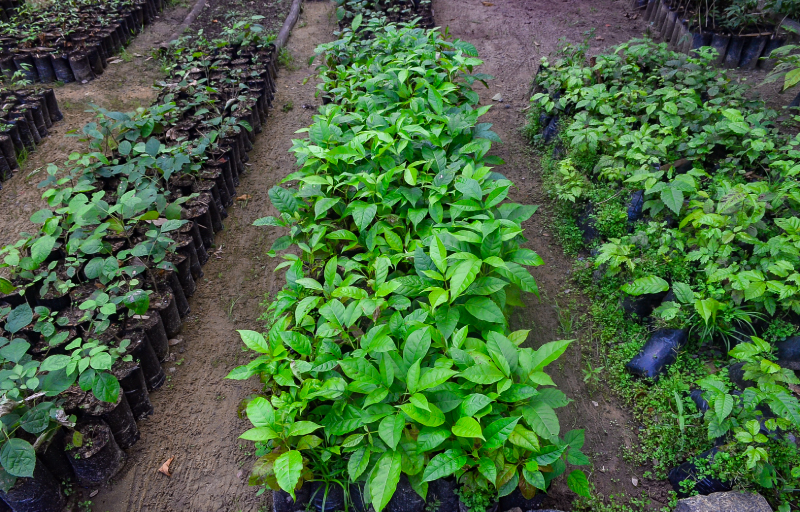 A Semas vai destinar R$ 600 mil em ações dentro do Programa Refloresta Pernambuco, criando viveiros de espécies nativas para a cobertura vegetal e recuperação de nascentes./Lu Rocha/Semas-PE A Semas vai destinar R$ 600 mil em ações dentro do Programa Refloresta Pernambuco, criando viveiros de espécies nativas para a cobertura vegetal e recuperação de nascentes./Lu Rocha/Semas-PE