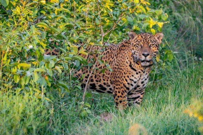 /Foto: Matias REBAK / Rewilding Argentina / AFP