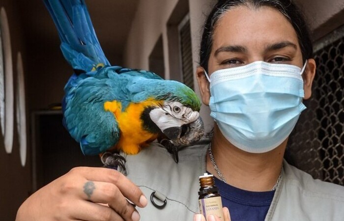 /A veterinária passou a utilizar a técnica no final do ano passado para auxiliar no tratamento dos bichos reduzindo sua carga de estresse. Foto: Lu Rocha- Semas/PE. /A veterinária passou a utilizar a técnica no final do ano passado para auxiliar no tratamento dos bichos reduzindo sua carga de estresse. Foto: Lu Rocha- Semas/PE.