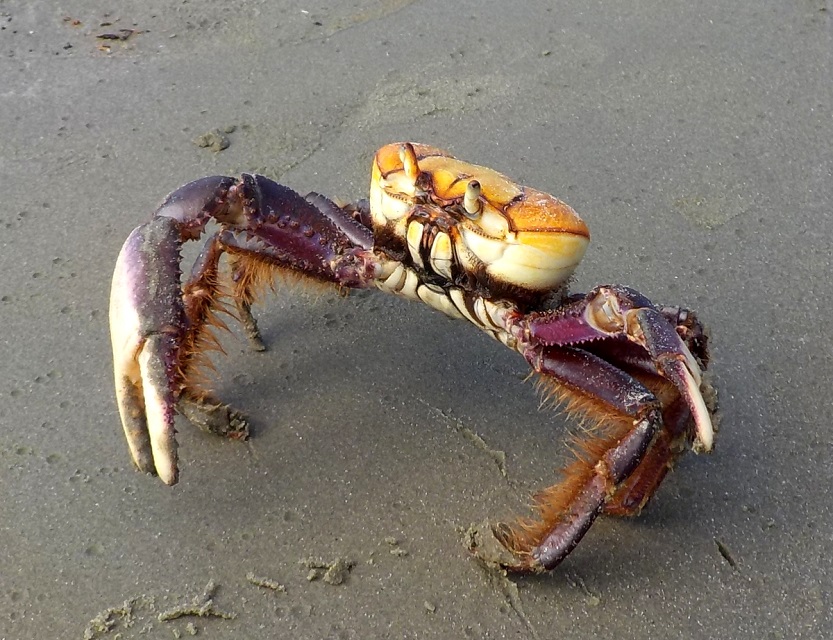 A Agência ressaltou que a conscientização sobre o assunto e o respeito ao período do defeso garantem que o caranguejo-uçá continue existindo nos manguezais./Agência Estadual de Meio Ambiente/Divulgação A Agência ressaltou que a conscientização sobre o assunto e o respeito ao período do defeso garantem que o caranguejo-uçá continue existindo nos manguezais./Agência Estadual de Meio Ambiente/Divulgação