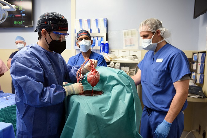 /Foto: UNIVERSITY OF MARYLAND SCHOOL OF MEDICINE / AFP /Foto: UNIVERSITY OF MARYLAND SCHOOL OF MEDICINE / AFP