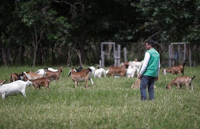Os interessados devem ter ensino médio completo e podem se inscrever até o dia 24 de janeiro/Foto: Comunicação/CNA Os interessados devem ter ensino médio completo e podem se inscrever até o dia 24 de janeiro/Foto: Comunicação/CNA