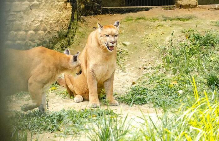 /Com a segunda etapa de reabertura, estar&aacute; acess&iacute;vel aos visitantes todos os 385 animais que comp&otilde;em o plantel do zool&oacute;gico do Recife. Foto: Lu Rocha/ Semas/PE.