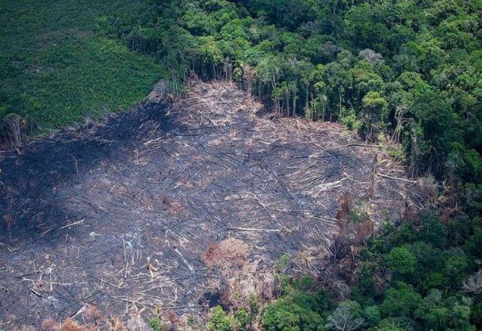 /Foto: Divulgação/Greenpeace /Foto: Divulgação/Greenpeace