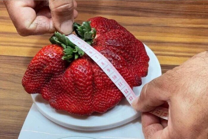 /Foto: Guinnes/ reprodu&ccedil;&atilde;o