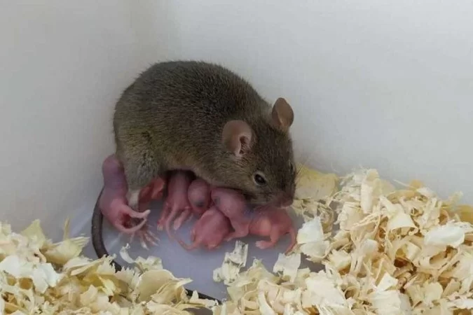 /Foto: Yanchang Wei/Divulga&ccedil;&atilde;o PNAS