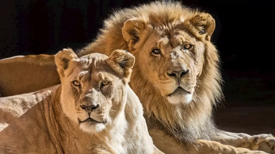 (Foto: Divulgação/L.A. Zoo) /Foto: Divulgação/L.A. Zoo