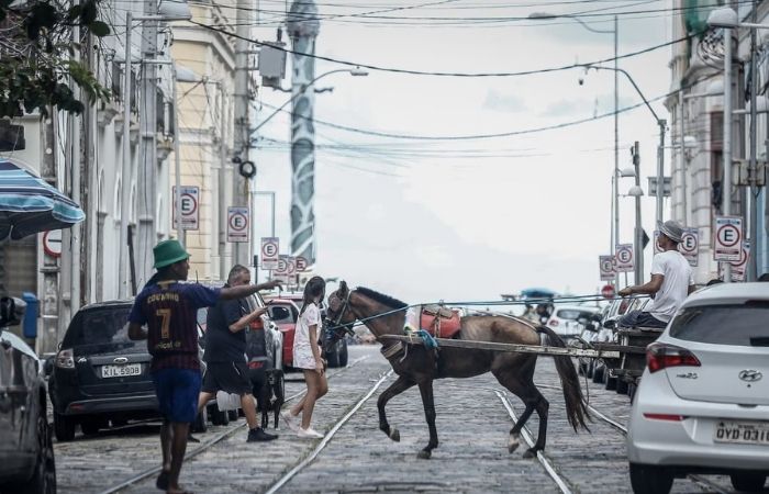 A prefeitura disponibiliza o n&uacute;mero 4042-3034 para atendimento a emerg&ecirc;ncias de socorro a animais/Diario de Pernambuco