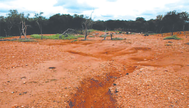 Meta do projeto é restaurar 200 hectares do semiárido