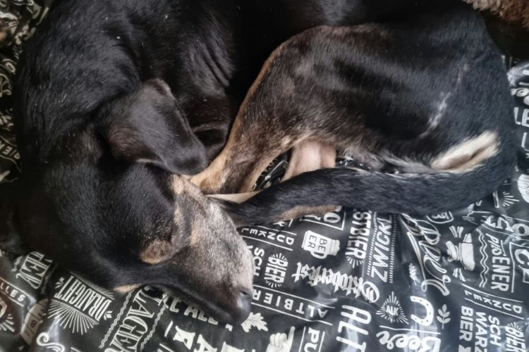 Hamburguinho em momento de descanso na sua nova casa, após ter sido adotado por Giovanni