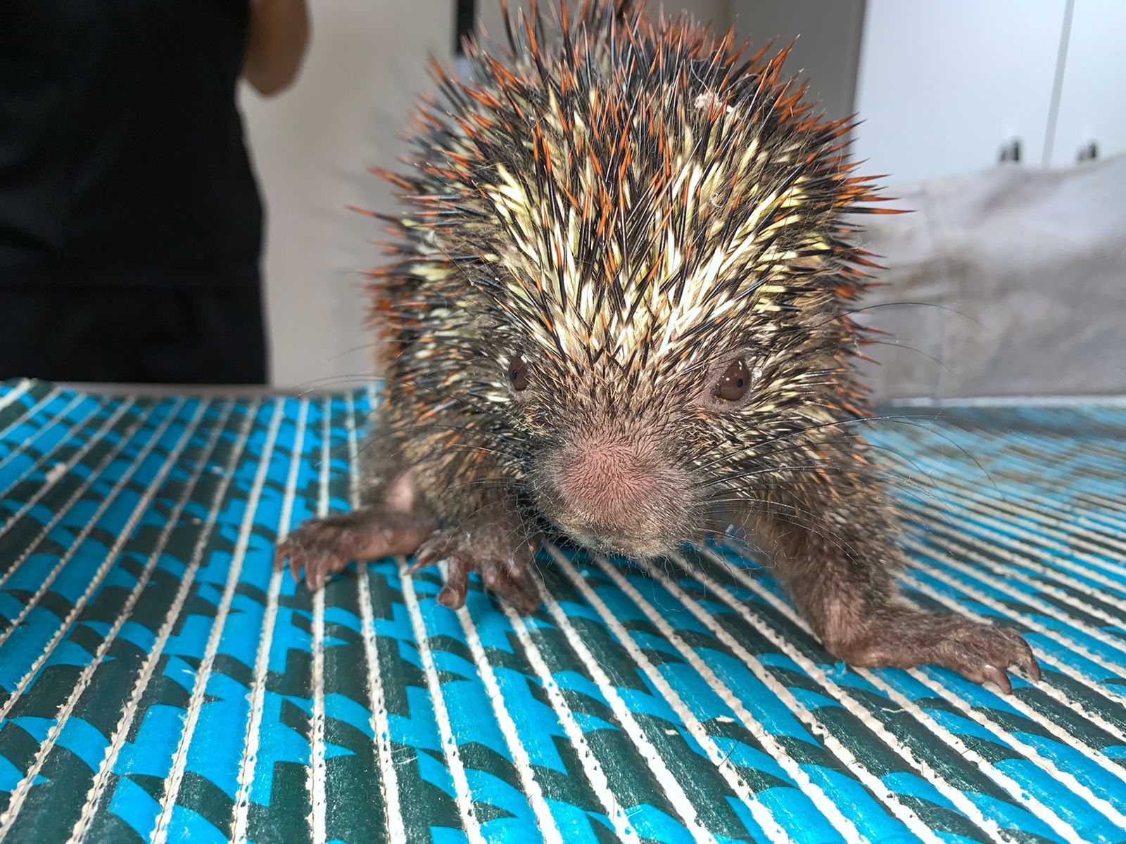 Coandu-mirim reabilitada no Parque Estadual Dois Irmãos volta para a natureza./PEDI/Acervo Coandu-mirim reabilitada no Parque Estadual Dois Irmãos volta para a natureza./PEDI/Acervo