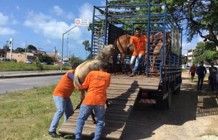 Desses animais, três foram doados e seis resgatados por seus tutores/PMO Desses animais, três foram doados e seis resgatados por seus tutores/PMO