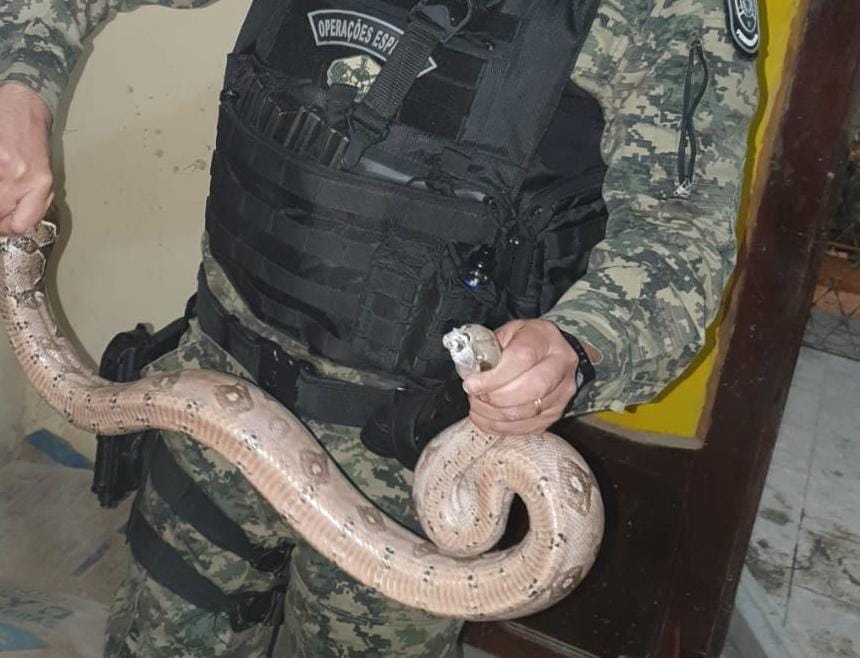 Jiboia foi resgatada no bairro de Vila Rica, em Jaboatão, e será reintroduzida na natureza./PMPE/Divulgação