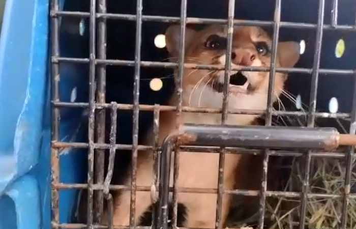 Encontrado em uma residência no bairro Jardim Boa Vista, no município de Caruaru, o felino foi enviado pela CPRH para seu habitat natural/Divulgação