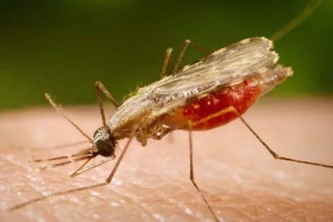 /crédito: Portal Biologia/ divulgação /crédito: Portal Biologia/ divulgação