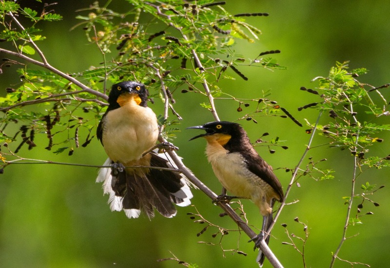 /Foto: Divulga&ccedil;&atilde;o.