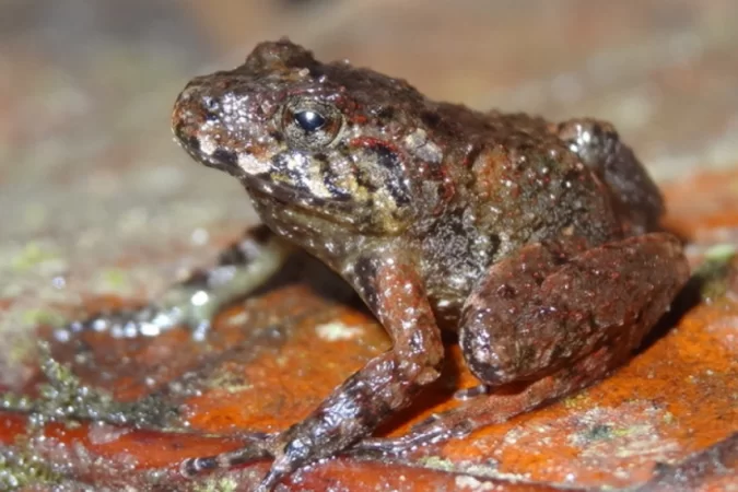 O sapo ladrão de Miles (Craugastor milesi), endêmico de Honduras e pensado como extinto, mas foi redescoberto em 2008./Foto: Tom Brown O sapo ladrão de Miles (Craugastor milesi), endêmico de Honduras e pensado como extinto, mas foi redescoberto em 2008./Foto: Tom Brown