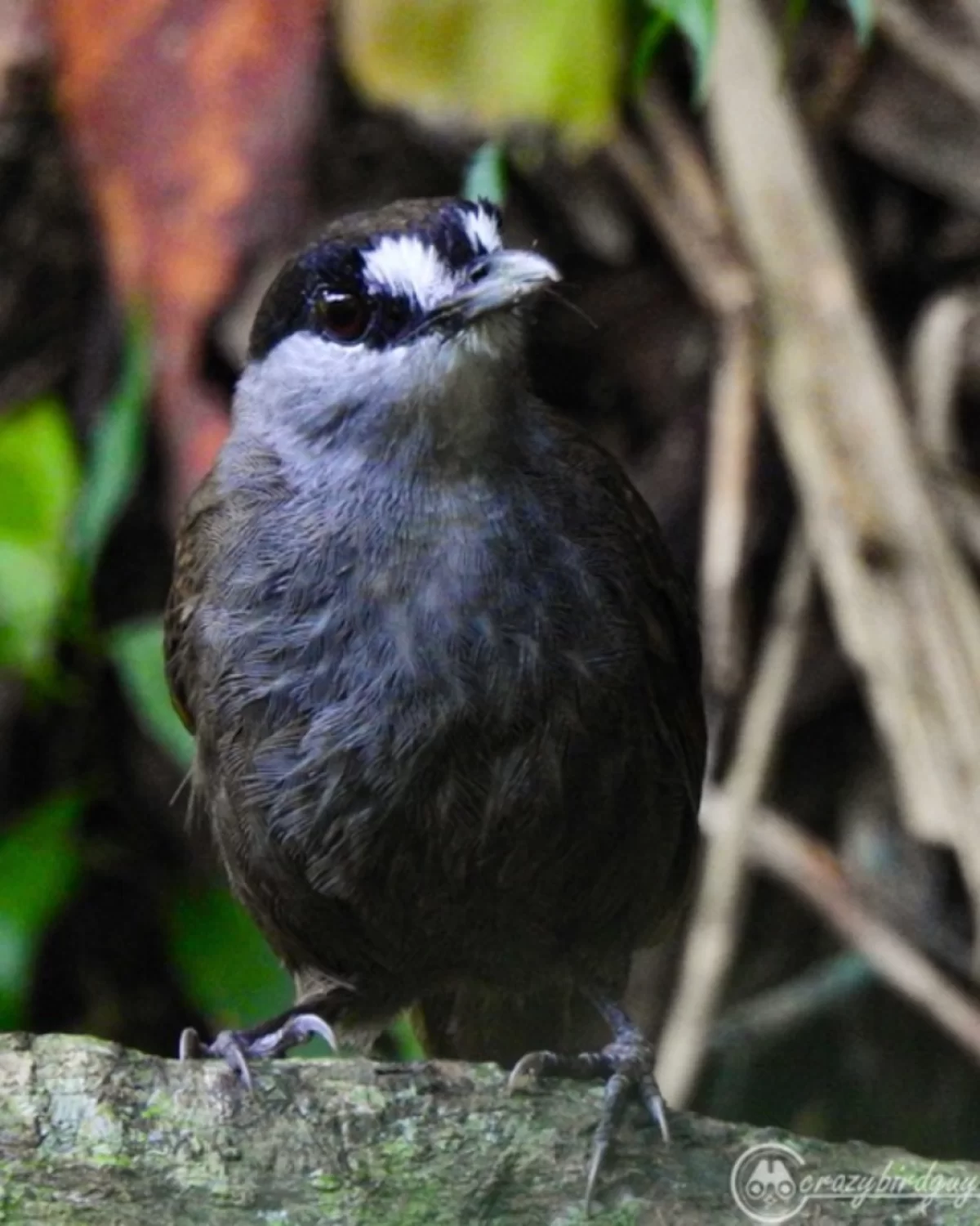 Black-browed babbler, uma espécie de ave endêmica do Bornéu que ficou sem registro por 172 anos antes de ser redescoberta em 2020.