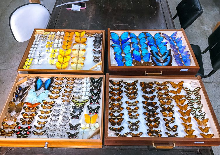 /Quase 4 anos após incêndio, instituição faz 204 anos e se reinventa. Essas são gavetas entomológicas com exemplares de borboletas e mariposas da nova coleção do museu - Divulgação/Thamara Zacca /Quase 4 anos após incêndio, instituição faz 204 anos e se reinventa. Essas são gavetas entomológicas com exemplares de borboletas e mariposas da nova coleção do museu - Divulgação/Thamara Zacca