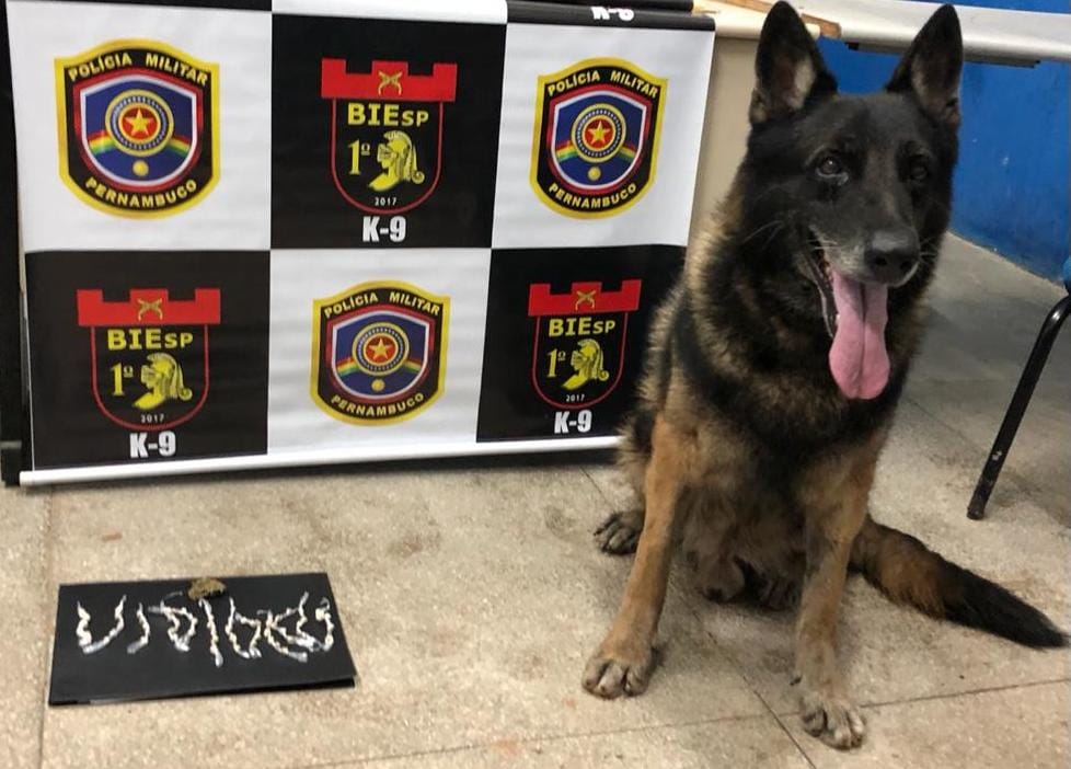 O cão farejador Aruc localizou 60 pedras de crack e uma porção de maconha./PMPE/Divulgação O cão farejador Aruc localizou 60 pedras de crack e uma porção de maconha./PMPE/Divulgação