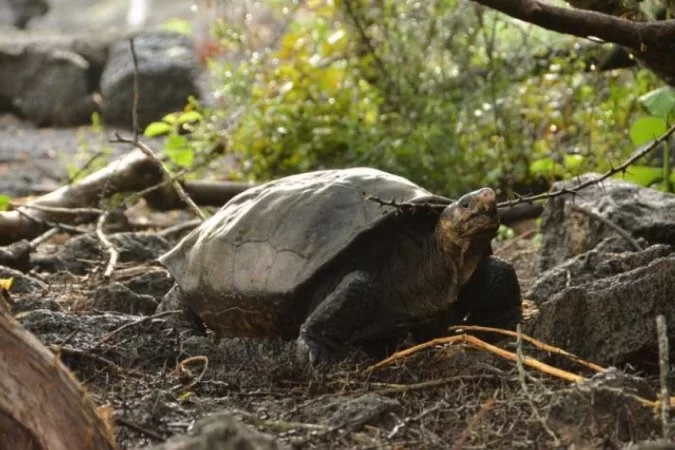 /crédito: Courtesy of the Galápagos Conservancy