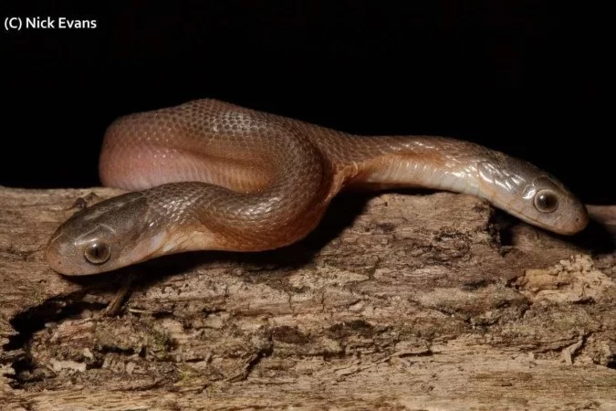 (O réptil, da espécie 'Dasypeltis inornata', se alimenta de ovos e foi encontrada em um quintal e resgatada por Nick Evans, ativista pela preservação de répteis e anfíbios. Foto: Reprodução/Twitter/@NickEvansKZN) /O réptil, da espécie 'Dasypeltis inornata', se alimenta de ovos e foi encontrada em um quintal e resgatada por Nick Evans, ativista pela preservação de répteis e anfíbios. Foto: Reprodução/Twitter/@NickEvansKZN