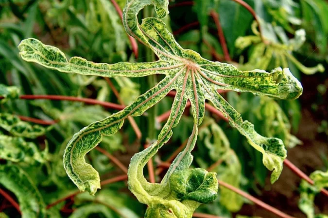 /cr&eacute;dito: Divulga&ccedil;&atilde;o/Donald Danforth Plant Science Center