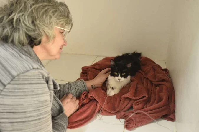 Minervino Júnior/CB/D.A Press. Brasil. Brasilia - DF. Hospital Veterinário público em Taguatinga atendimento de cães e gatos. Leila Costa com seu gatinho. -/Foto: Minervino Júnior/CB/D.A.Press Minervino Júnior/CB/D.A Press. Brasil. Brasilia - DF. Hospital Veterinário público em Taguatinga atendimento de cães e gatos. Leila Costa com seu gatinho. -/Foto: Minervino Júnior/CB/D.A.Press
