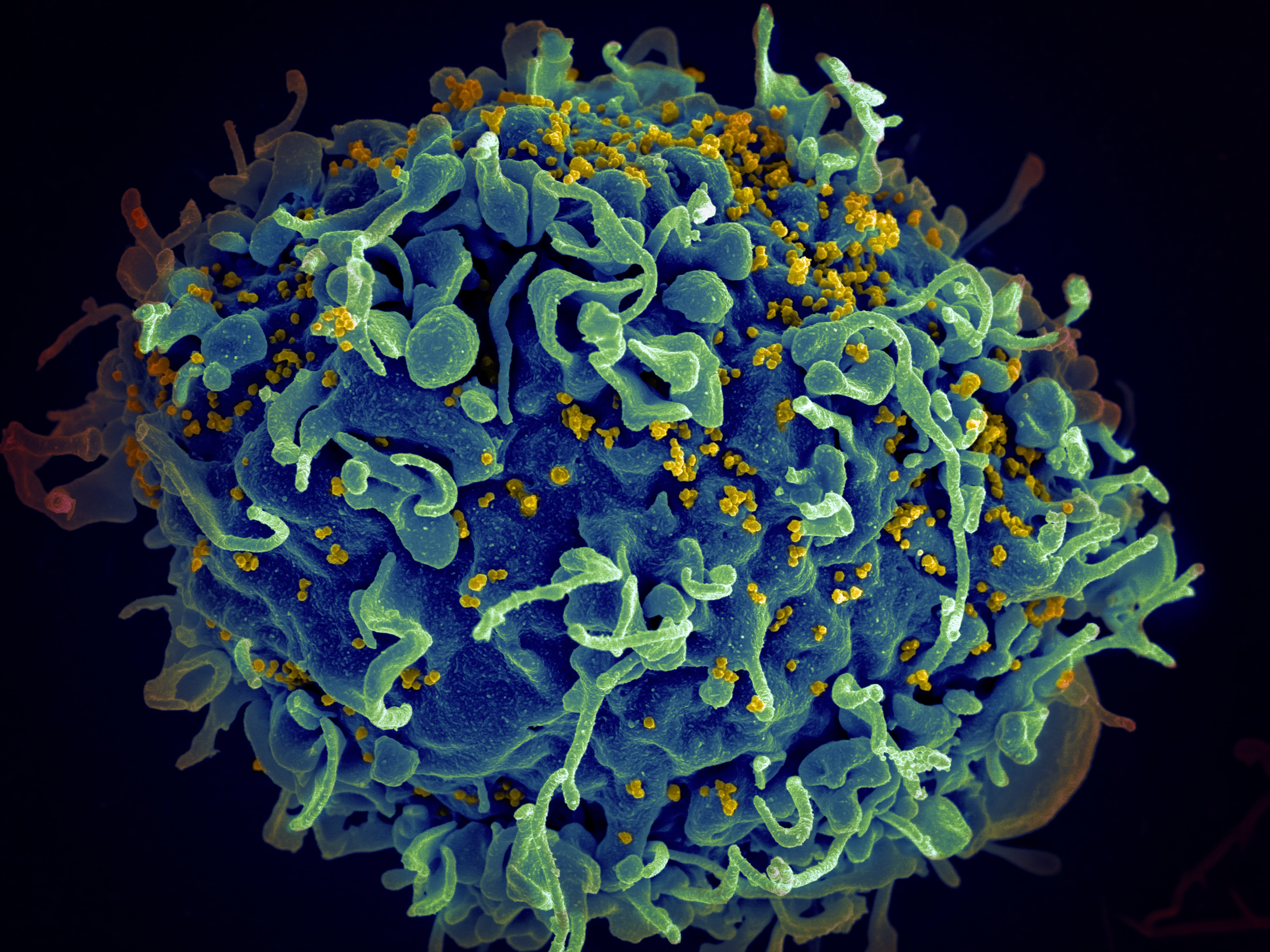 /Foto: Cancer Institute/Divulgação/Unsplash /Foto: Cancer Institute/Divulgação/Unsplash