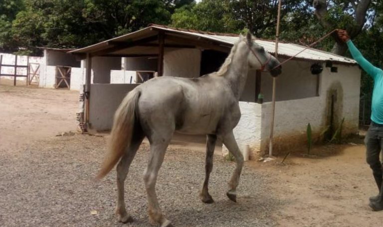 Nove animais ganharam novos tutores. Serviço de recolhimento resgatou 70 equinos nas vias públicas em julho/Foto: PMO Nove animais ganharam novos tutores. Serviço de recolhimento resgatou 70 equinos nas vias públicas em julho/Foto: PMO