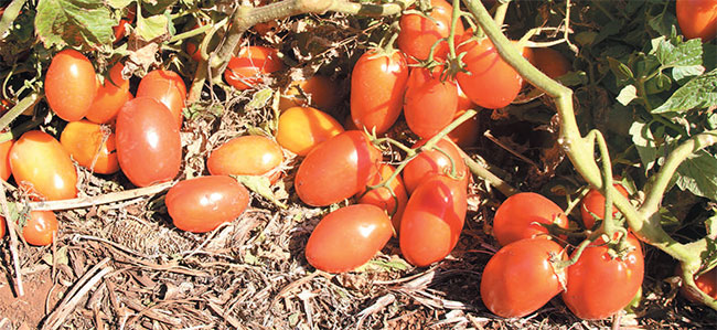 BRS Sena se destaca pelo sabor diferenciado e elevado grau brix