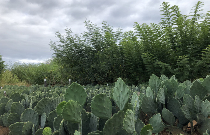 Plantas irrigadas pelo Bioágua Familiar dobraram produção/Fernanda Birolo/Embrapa Plantas irrigadas pelo Bioágua Familiar dobraram produção/Fernanda Birolo/Embrapa