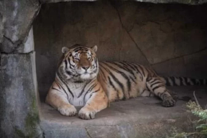 /Foto: Divulgação/Columbus Zoo and Aquarium /Foto: Divulgação/Columbus Zoo and Aquarium