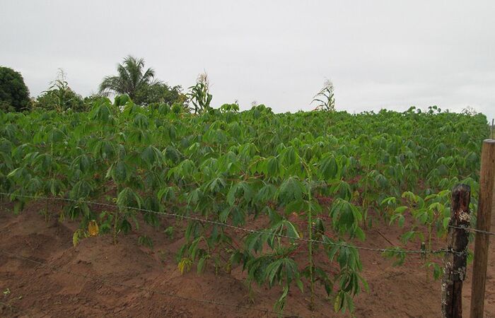 Pesquisa destinada à produção da raiz no semiárido nordestino considerou aspectos como variedade, dose de nutrientes e controle de pragas e doenças
