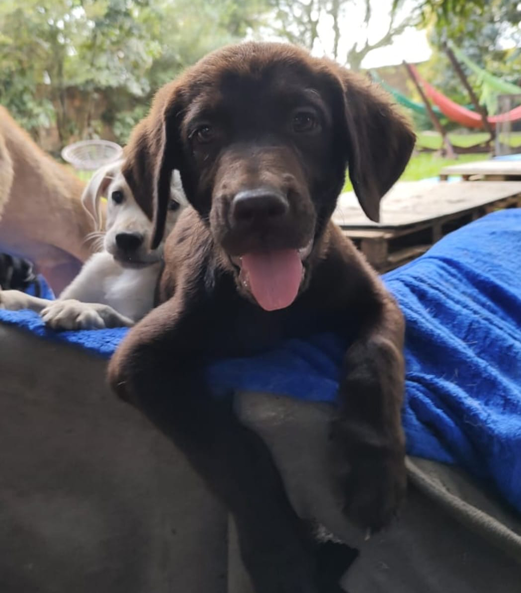 C&atilde;es e gatos com mais de seis meses j&aacute; estar&atilde;o castrados/Divulga&ccedil;&atilde;o