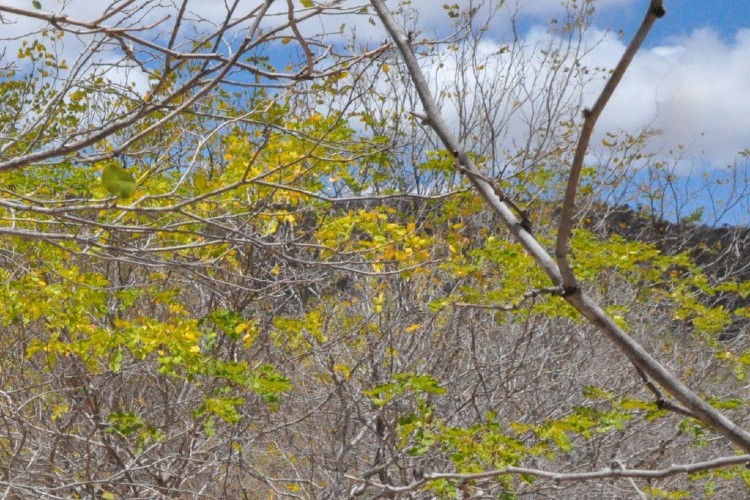 Projeto gr&aacute;fico conta com fotos, al&eacute;m de textos de Guillaume Breton, Edson Barrus Atikum, Abiniel Jo&atilde;o Nascimento, Lucas Murari e yann beauvais./Divulga&ccedil;&atilde;o