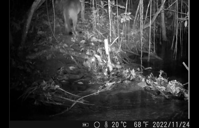 Presença do animal indica boa conservação da área protegida/Crédito: Divulgação/Ceads Uerj Presença do animal indica boa conservação da área protegida/Crédito: Divulgação/Ceads Uerj